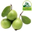 fruits img/10000370_14-fresho-guava.jpg